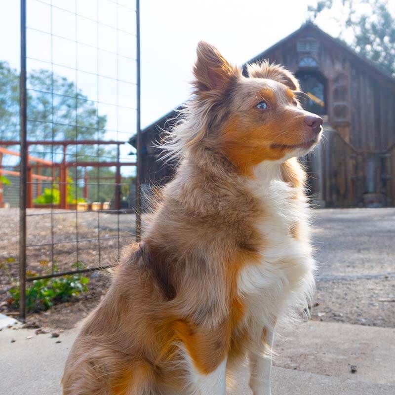 pet-trainer-6 Dog Board Kennels